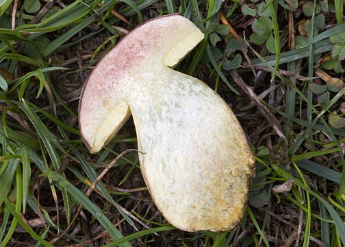 Boletus bubalinus